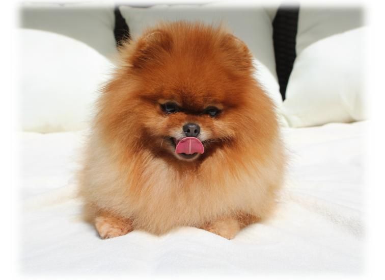 CH. sharmipom Chad stiven king