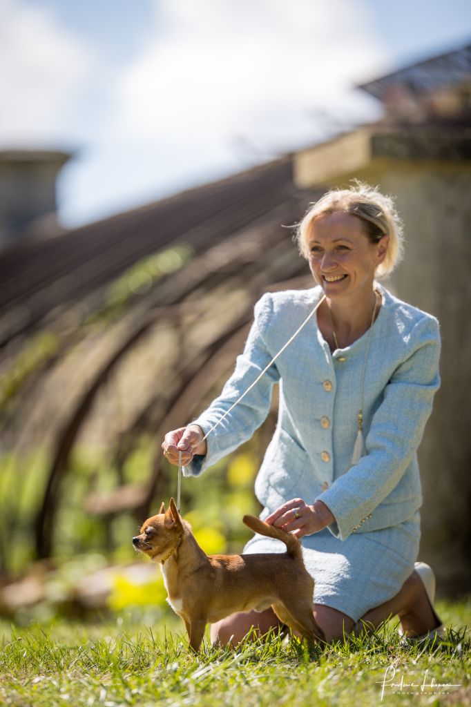 Sly italian stallion du Diamant d'Or