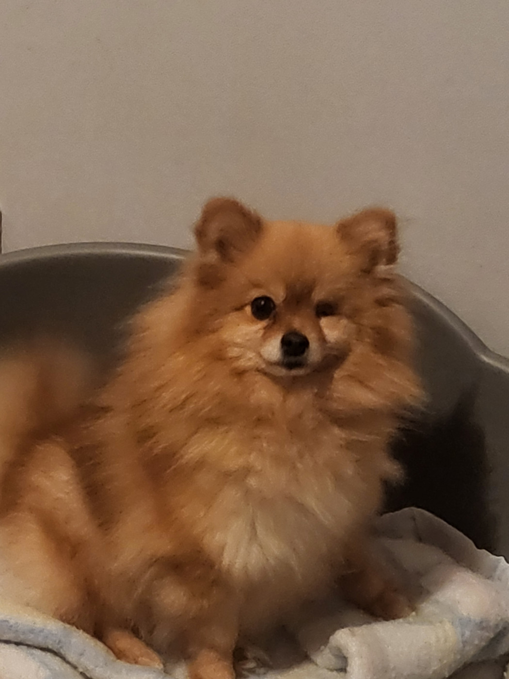 goldpomeranians Istina