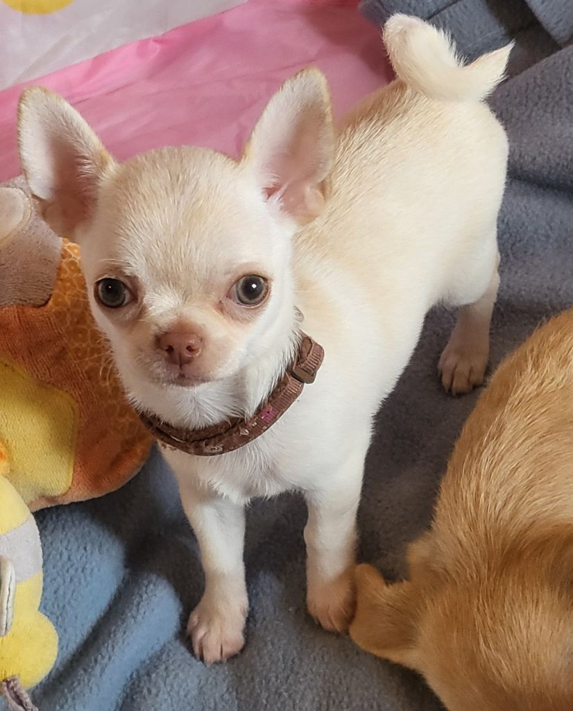 Du Chêne Brisé Arya