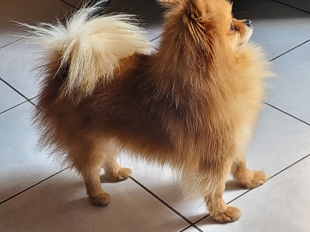 goldpomeranians Istina