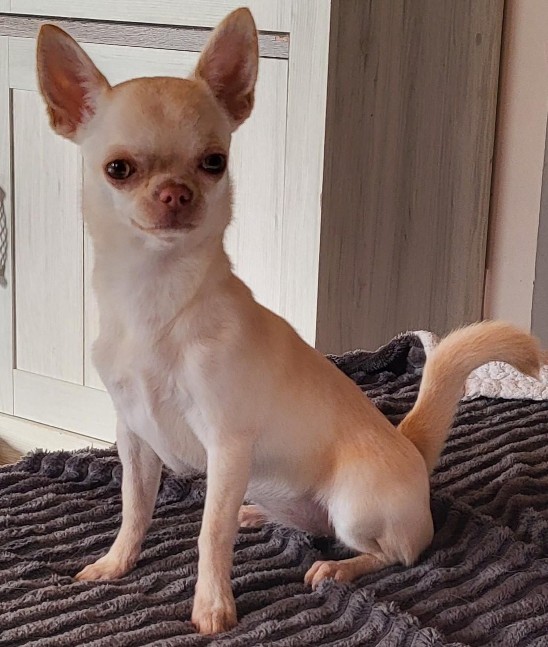 Du Chêne Brisé Arya