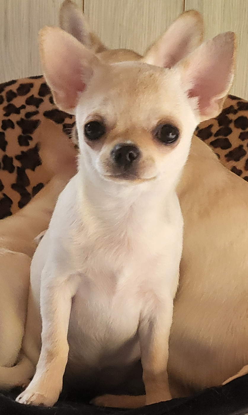 Du Chêne Brisé Angelina jolie