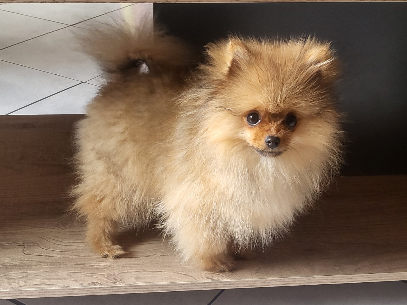 Du Chêne Brisé Arley Queen