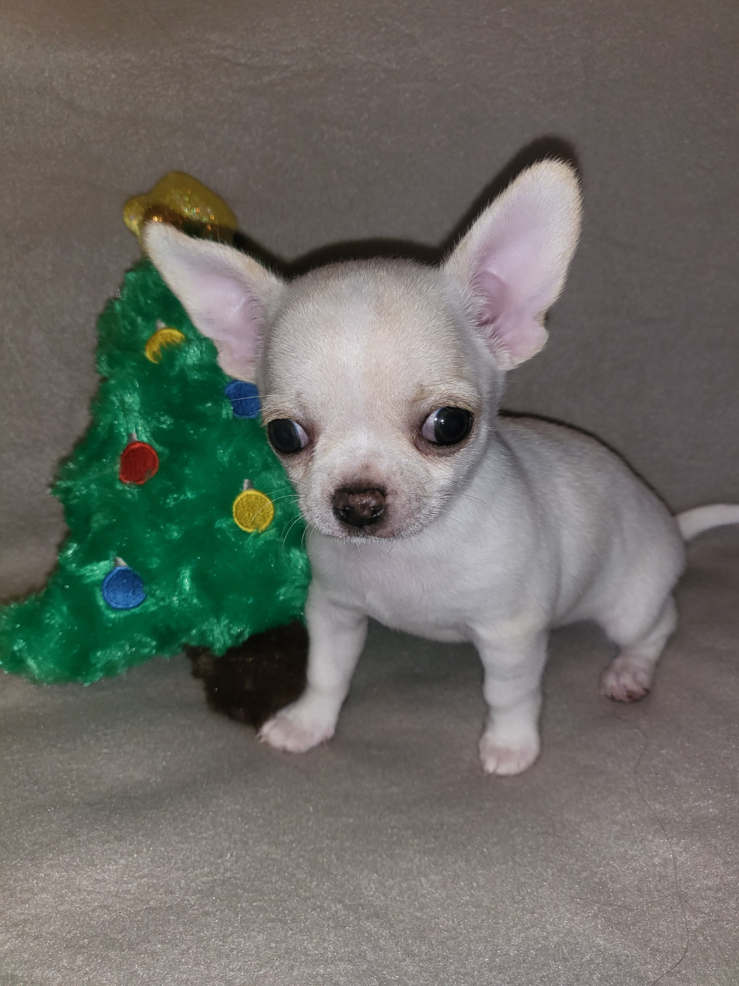 Du Chêne Brisé - Chiots disponibles - Chihuahua