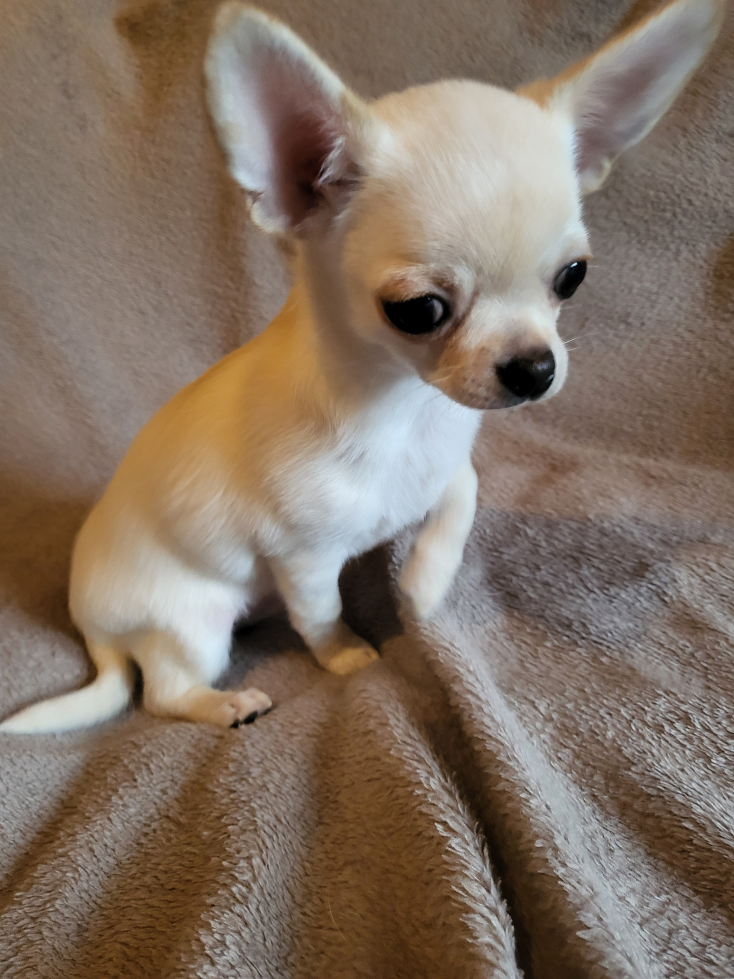 Du Chêne Brisé - Chiots disponibles - Chihuahua