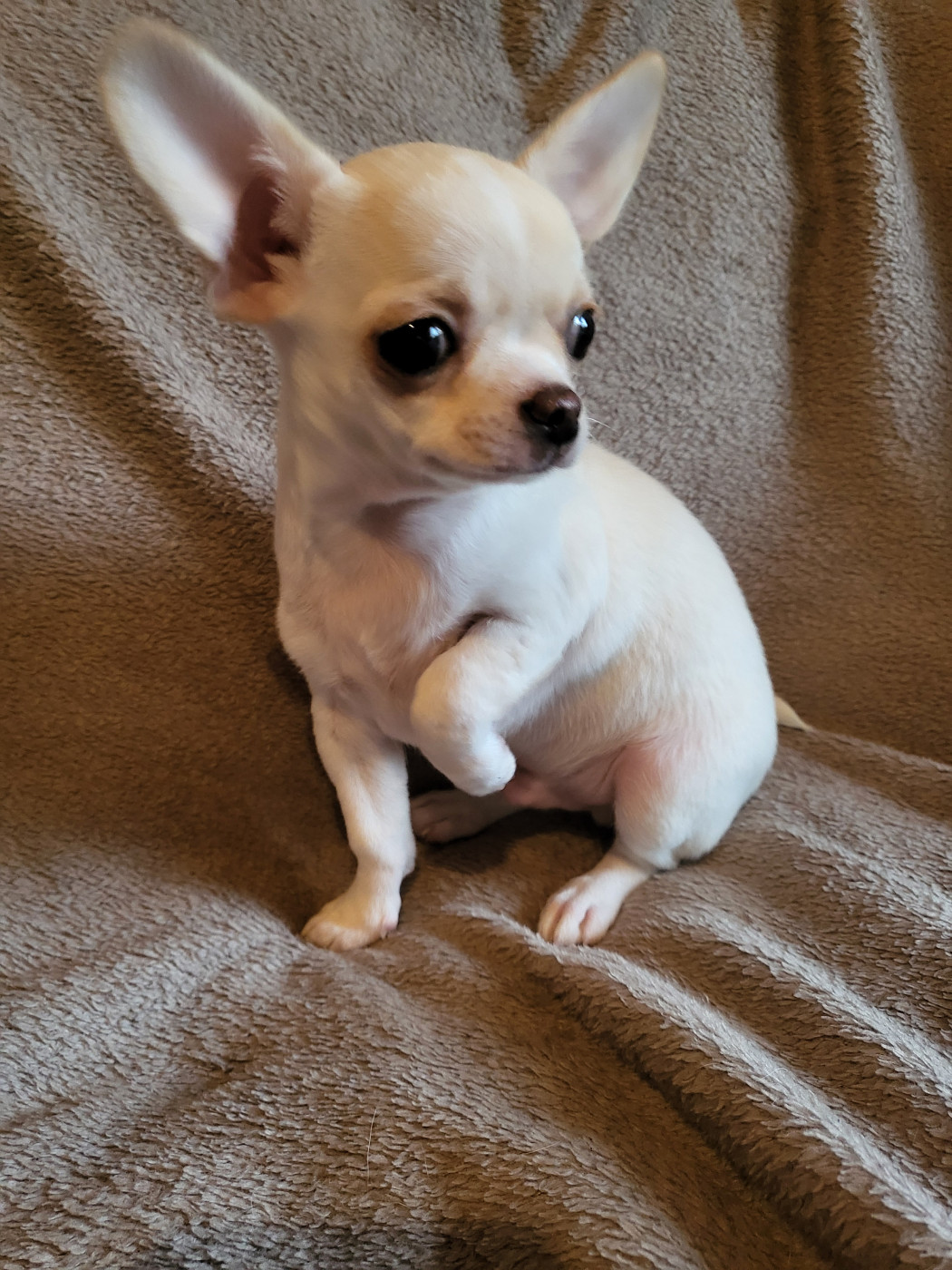 Du Chêne Brisé - Chiots disponibles - Chihuahua