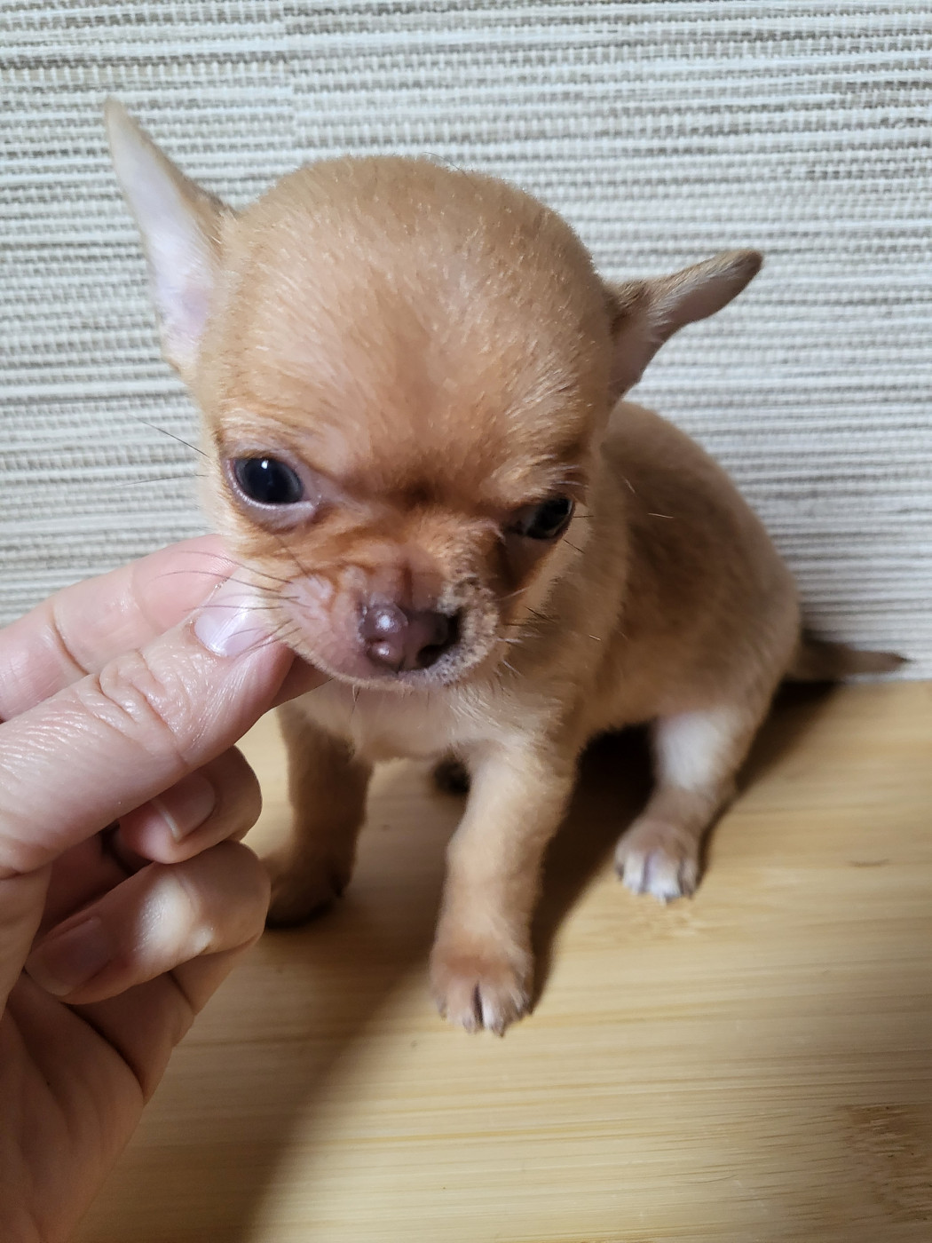 Du Chêne Brisé - Chiots disponibles - Chihuahua