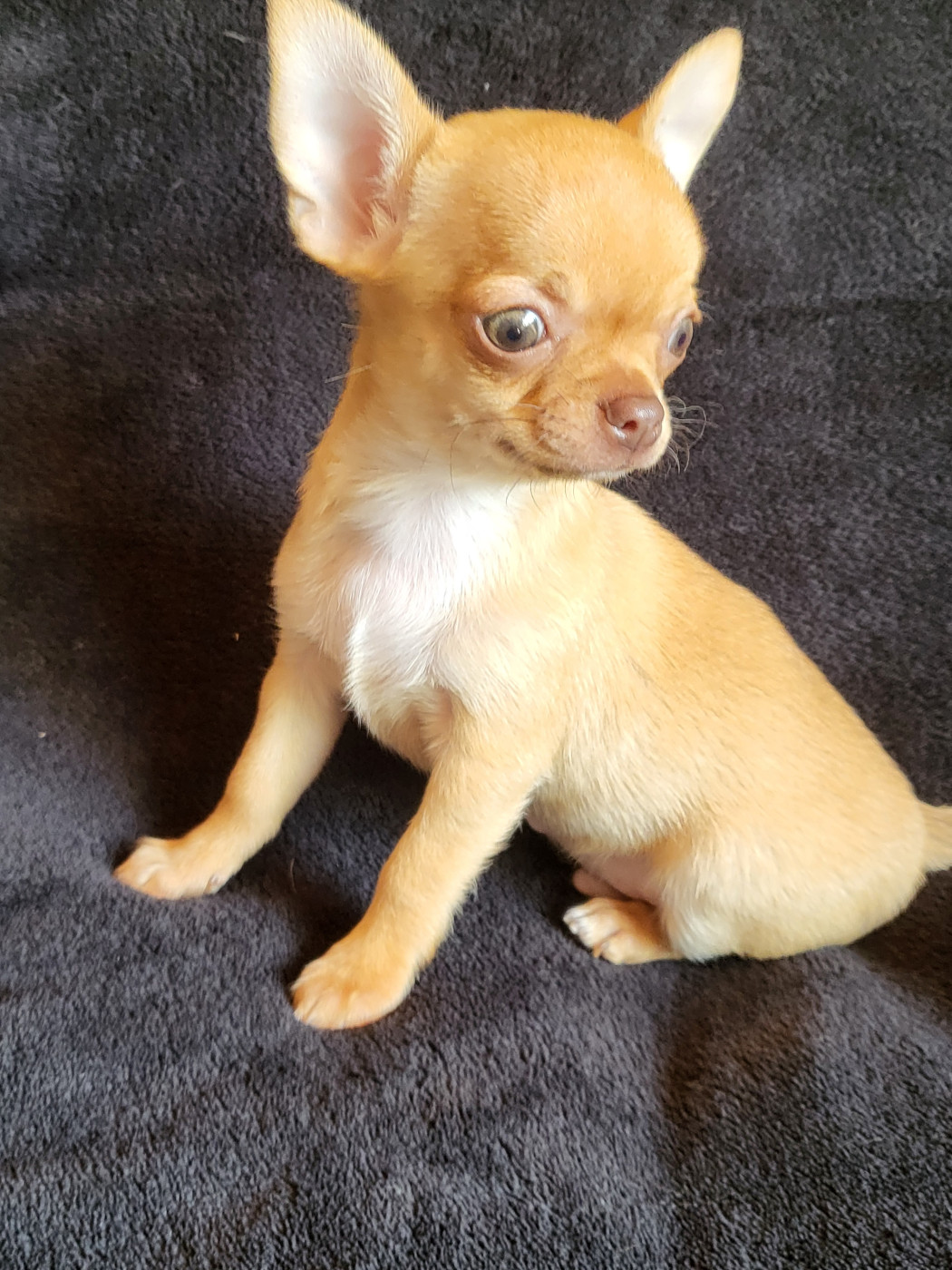 Du Chêne Brisé - Chiots disponibles - Chihuahua