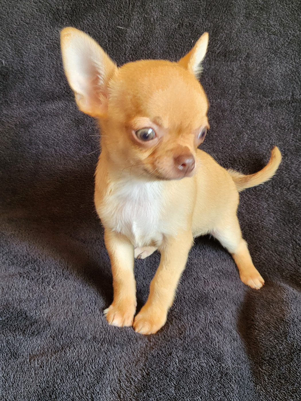 Du Chêne Brisé - Chiots disponibles - Chihuahua