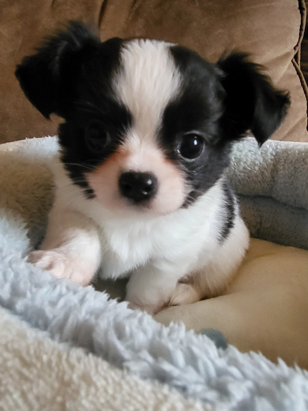 Du Chêne Brisé - Chiots disponibles - Chihuahua