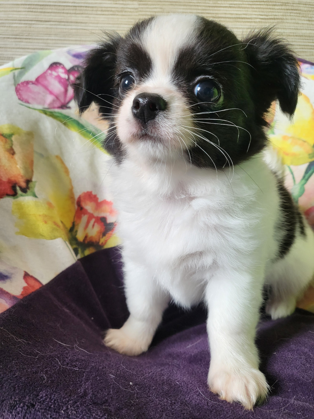 Du Chêne Brisé - Chiots disponibles - Chihuahua