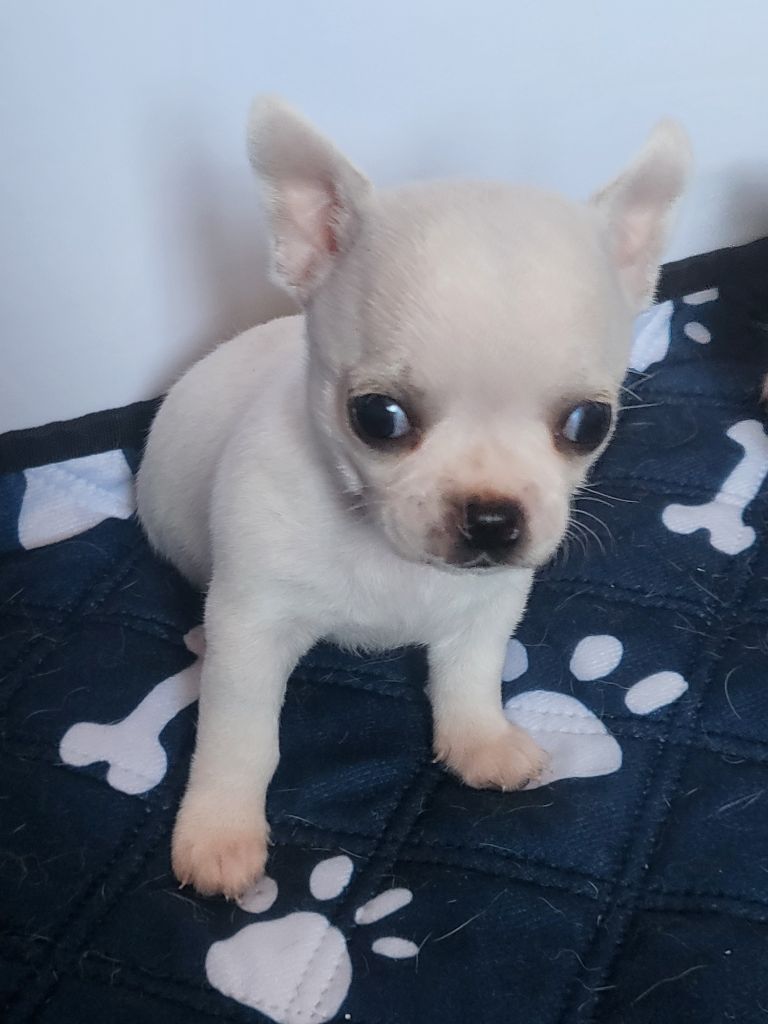Du Chêne Brisé - Chiots disponibles - Chihuahua