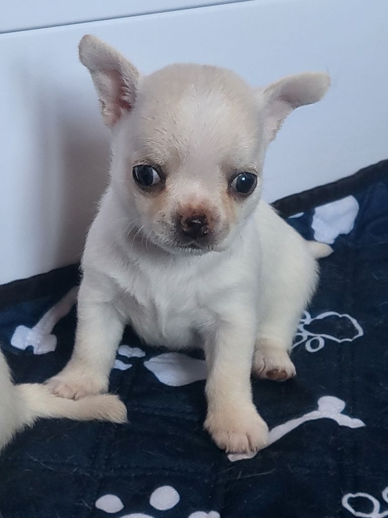 Du Chêne Brisé - Chiots disponibles - Chihuahua