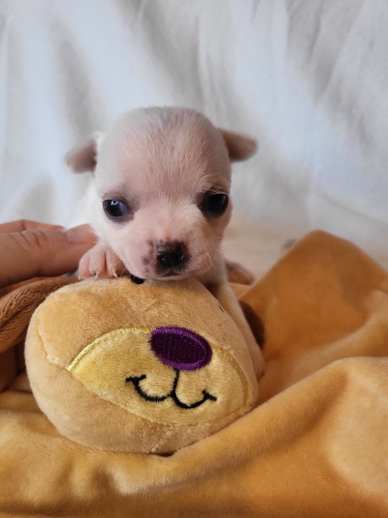 Du Chêne Brisé - Chiots disponibles - Chihuahua