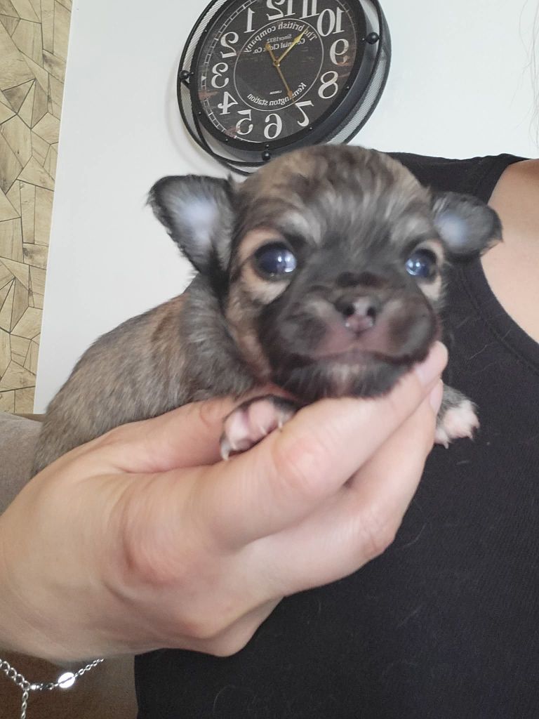 Du Chêne Brisé - Chiots disponibles - Chihuahua