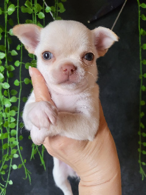 ARYA