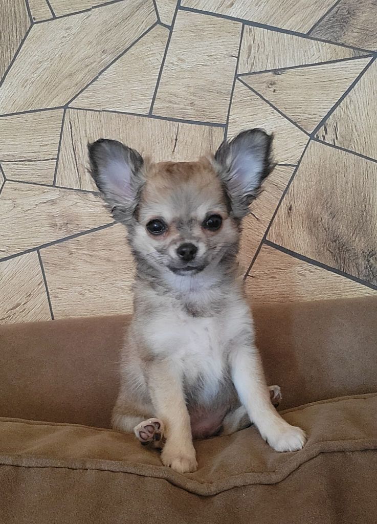 Du Chêne Brisé - Chiots disponibles - Chihuahua